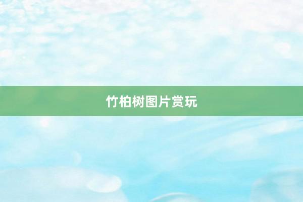 竹柏树图片赏玩